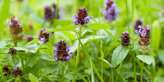 Blume des Jahres 2023: Die Kleine Braunelle