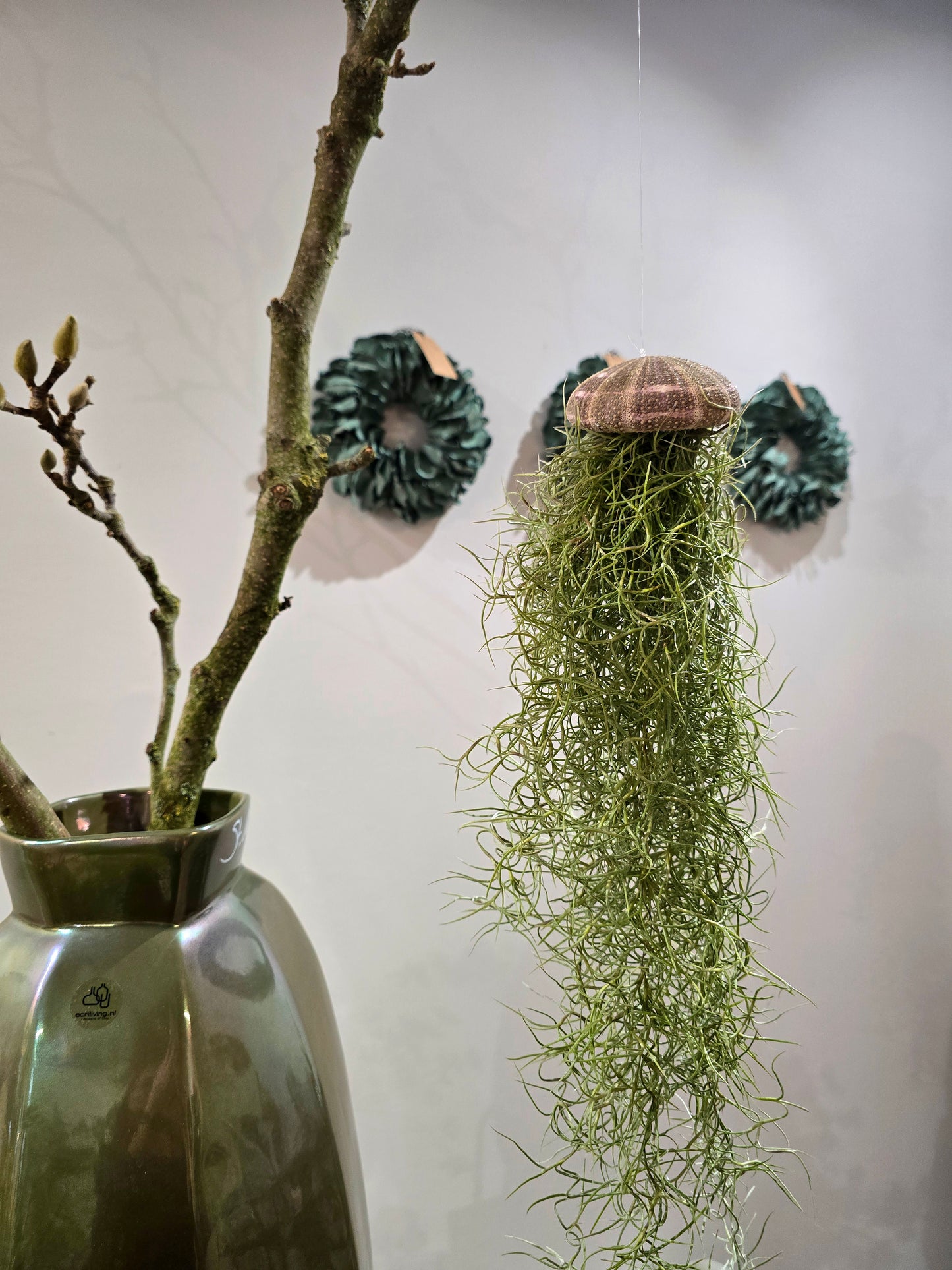 TILLANDSIA Qualle