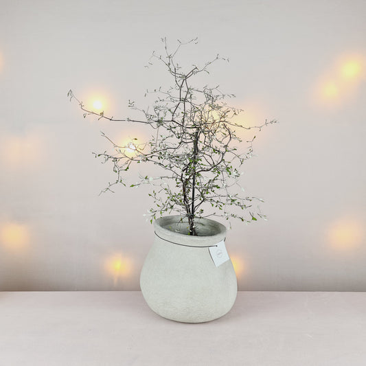 DBKD Paper Blumentopf