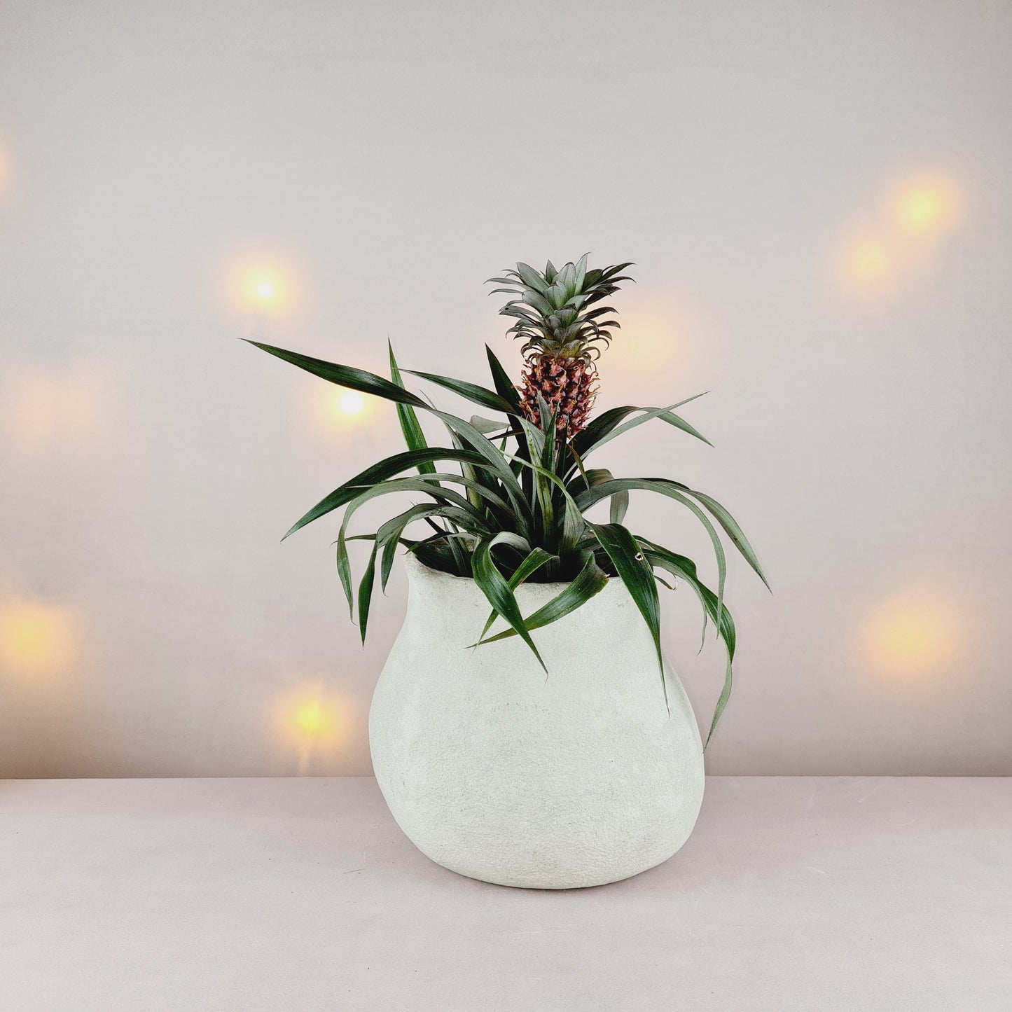 DBKD Paper Blumentopf