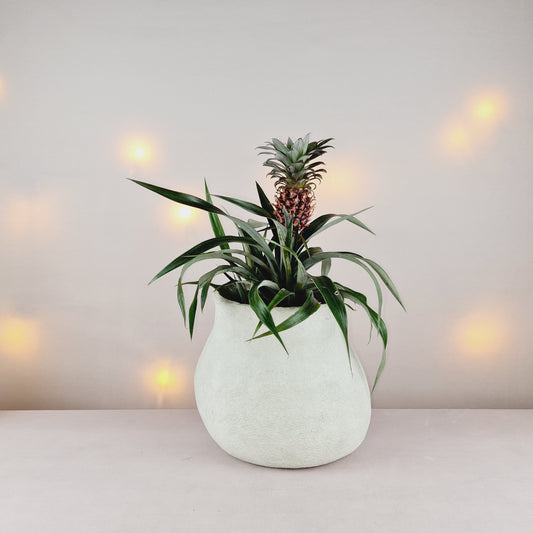 DBKD Paper Blumentopf