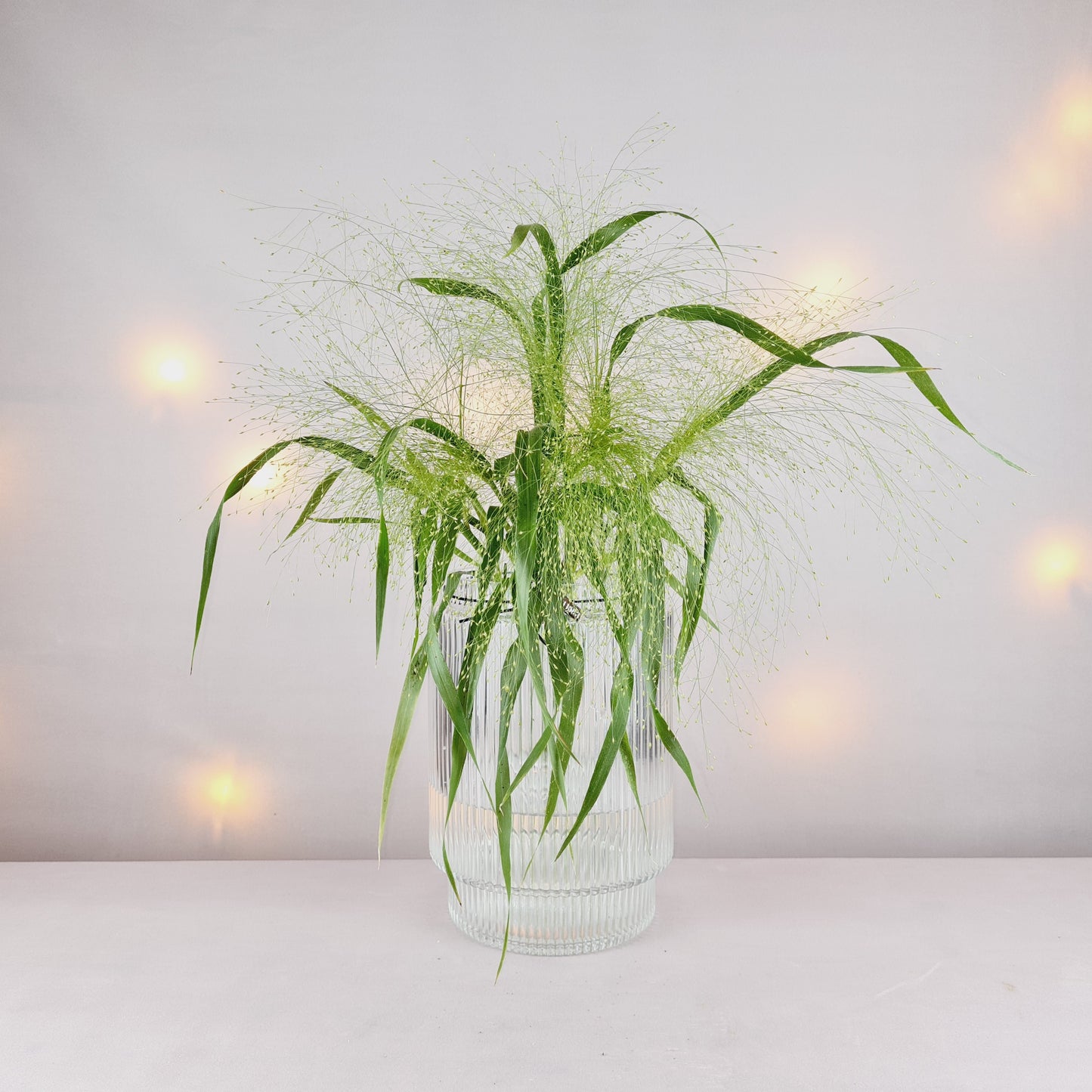 Panicum