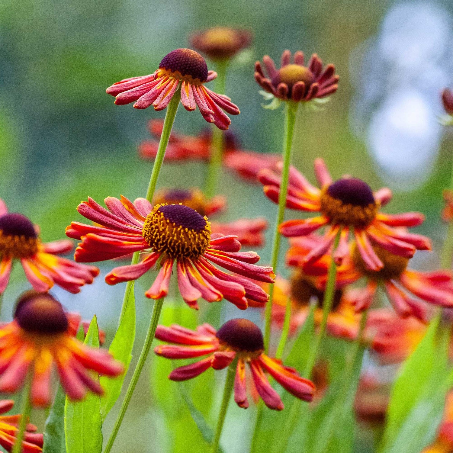 Blumen im August Bootsmann Meisterfloristik