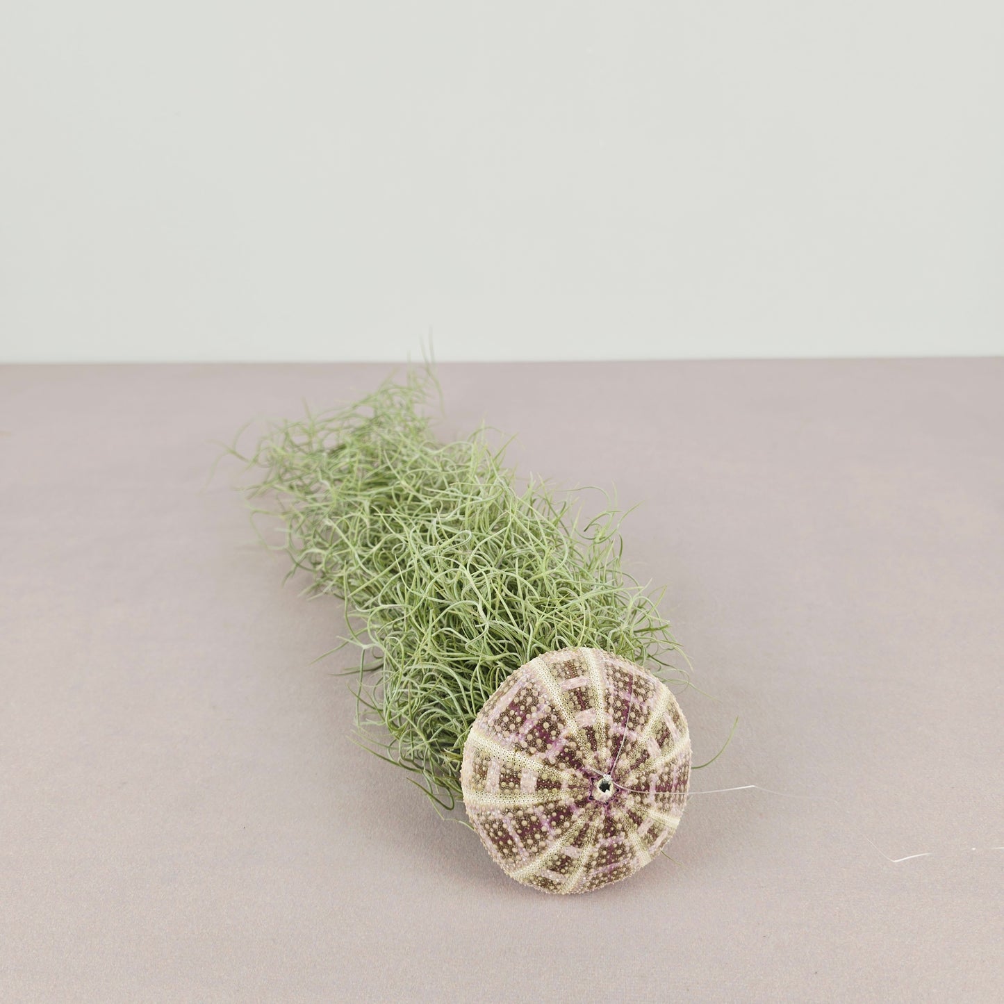 TILLANDSIA Qualle