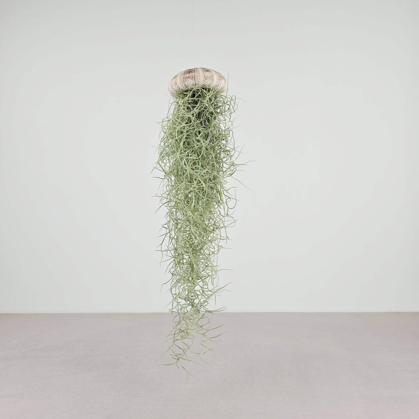 TILLANDSIA Qualle