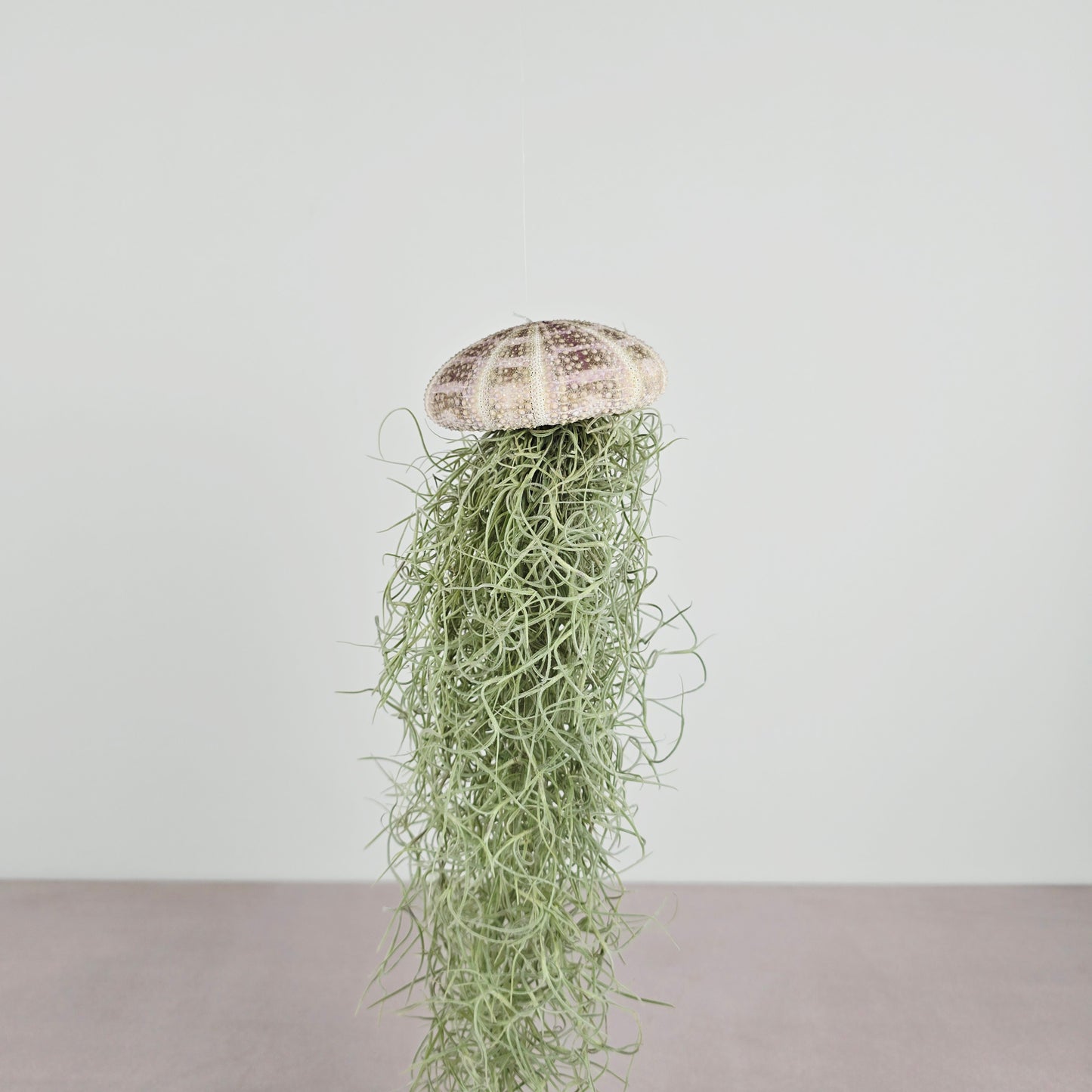 TILLANDSIA Qualle